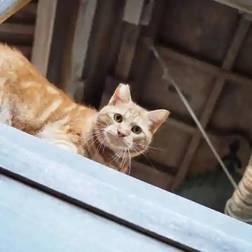 天王山 安楽寺(福井県)