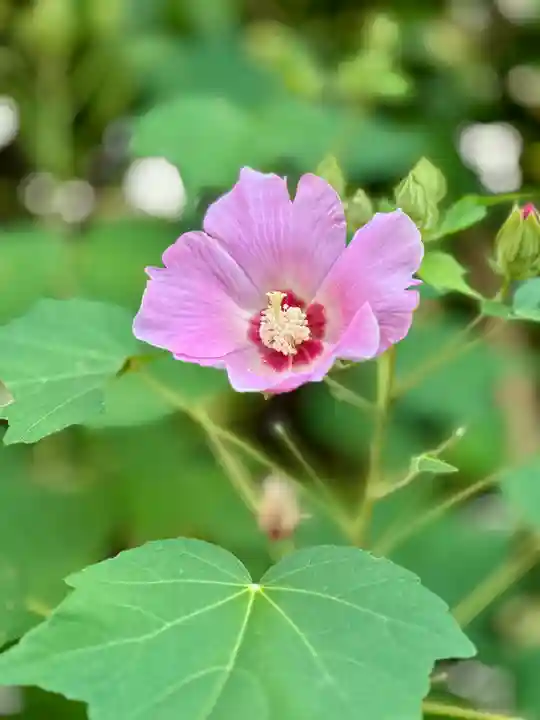 堀越神社(大阪府)