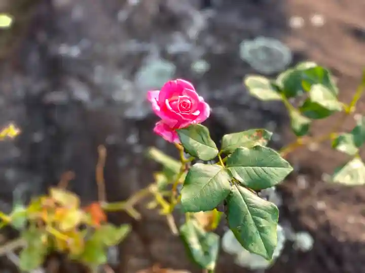白鳥神社の自然