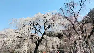 清雲寺(埼玉県)