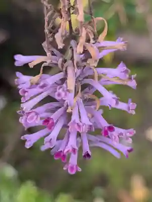 妙安寺(東京都)