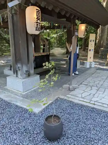 帯廣神社の手水