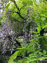 亀戸天神社(東京都)