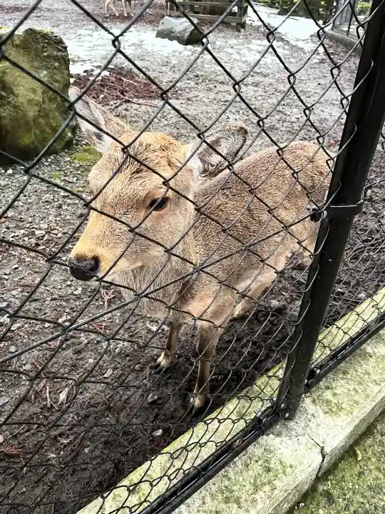 彌彦神社の動物