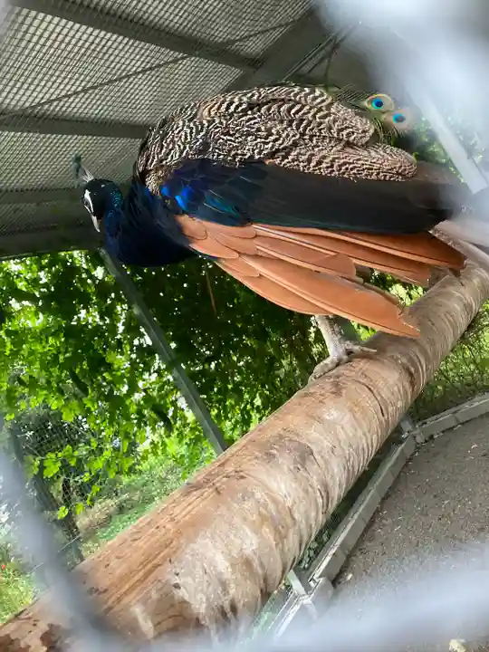 富士浅間神社(群馬県)