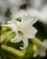 慈光寺(弓田ポックリ不動尊)(茨城県)