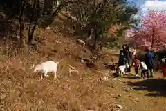 楽法寺（雨引観音）の動物