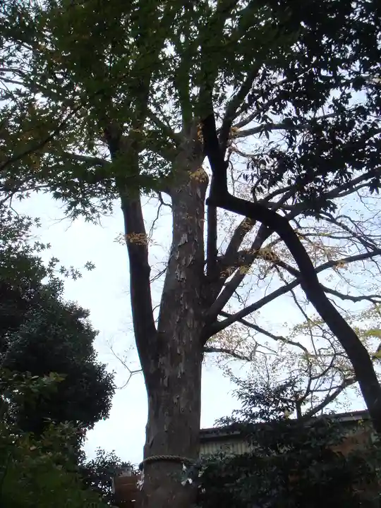 鎮守氷川神社の自然
