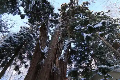 磐椅神社の自然