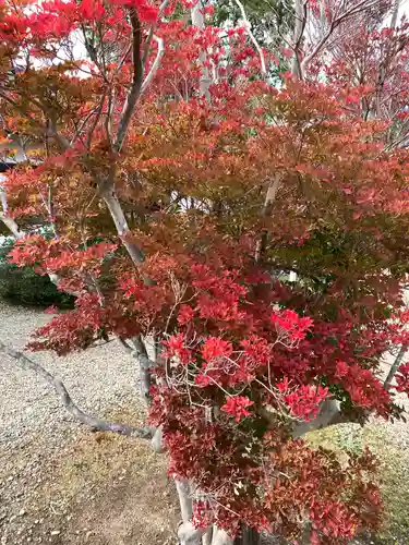 秋田県護國神社の自然