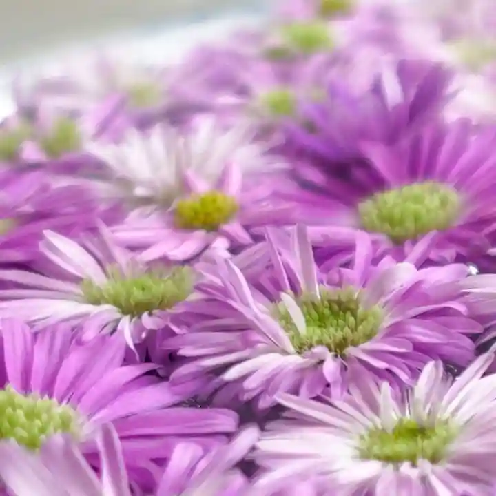 帯廣神社の手水舎