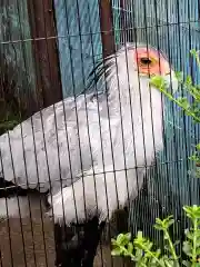 寛永寺不忍池弁天堂の動物