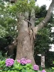 厚木山別院妙晃寺の自然