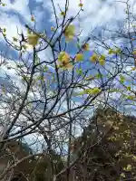 天伯山神社の{uncategorized: "未分類", other: "その他", undefined: "問題あり", building: "その他建物", grave: "お墓", sacred_gate: "鳥居", guardian: "狛犬", statue: "像", buddha: "仏像", history: "歴史", nature: "自然", garden: "庭園", animal: "動物", pagoda: "塔", temizu: "手水舎", mountain_gate: "山門・神門", sanctuary: "本殿・本堂", subordinate: "末社・摂社", art: "芸術", scenery: "景色", jizo: "地蔵", ema: "絵馬", goshuin: "御朱印", omikuji: "おみくじ", items: "授与品その他", amulet: "お守り", goshuincho: "御朱印帳", eats: "食事", festival: "お祭り", votive_dance: "神楽", shichigosan: "七五三参", wedding: "結婚式", experience: "体験その他", initially: "初詣", around: "周辺", anti_infection: "感染症対策"}