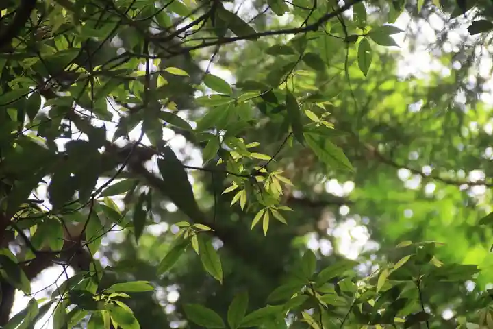 鹿島大神宮の自然