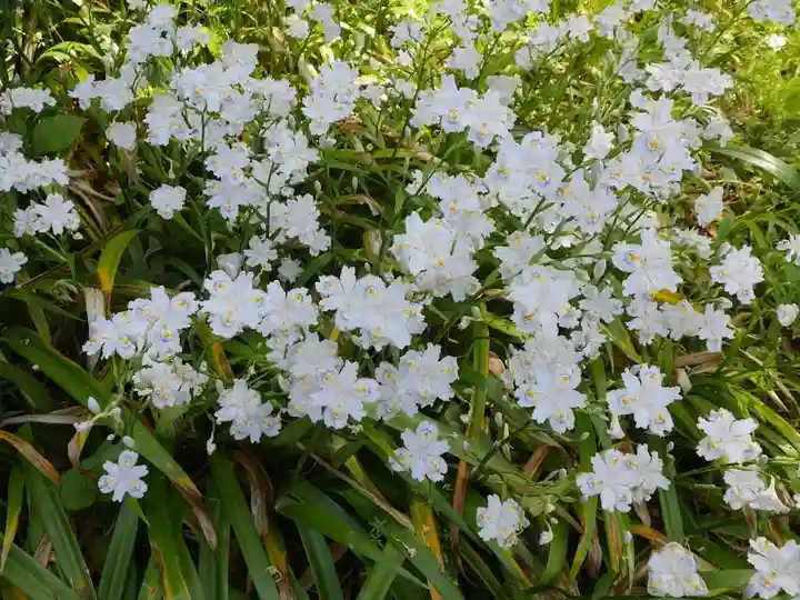 長壽寺(長寿寺)の自然