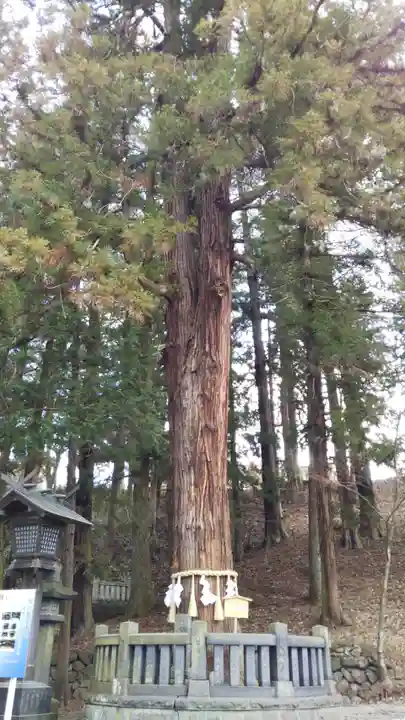 諏訪大社下社春宮の自然