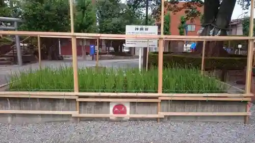 鎮守氷川神社の自然