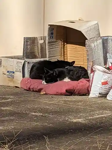 白金氷川神社の動物