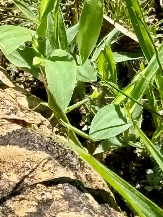 顕海寺(福井県)