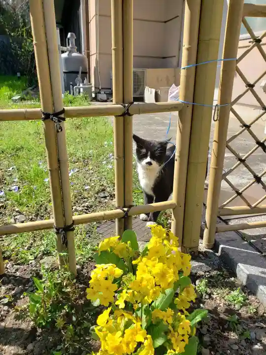 白金氷川神社の動物