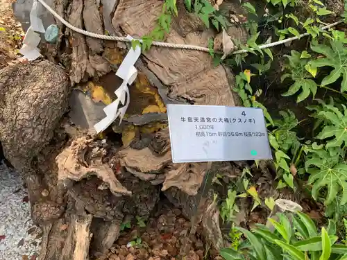 牛嶋天満宮の自然