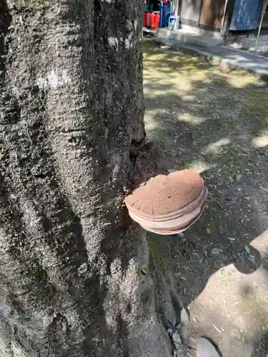 六椹八幡宮(山形県)