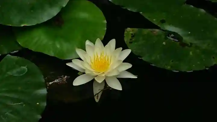 帰一寺(静岡県)