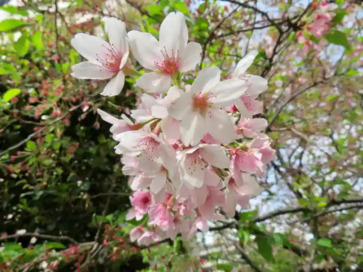 秋葉神社の自然