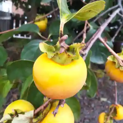 七重浜海津見神社(北海道)
