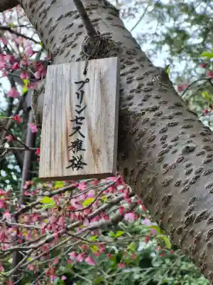 櫻木神社の{uncategorized: "未分類", other: "その他", undefined: "問題あり", building: "その他建物", grave: "お墓", sacred_gate: "鳥居", guardian: "狛犬", statue: "像", buddha: "仏像", history: "歴史", nature: "自然", garden: "庭園", animal: "動物", pagoda: "塔", temizu: "手水舎", mountain_gate: "山門・神門", sanctuary: "本殿・本堂", subordinate: "末社・摂社", art: "芸術", scenery: "景色", jizo: "地蔵", ema: "絵馬", goshuin: "御朱印", omikuji: "おみくじ", items: "授与品その他", amulet: "お守り", goshuincho: "御朱印帳", eats: "食事", festival: "お祭り", votive_dance: "神楽", shichigosan: "七五三参", wedding: "結婚式", experience: "体験その他", initially: "初詣", around: "周辺", anti_infection: "感染症対策"}