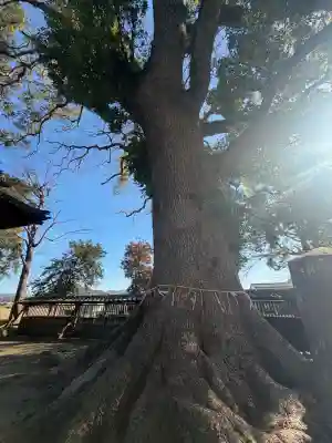熊野速玉神社の{uncategorized: "未分類", other: "その他", undefined: "問題あり", building: "その他建物", grave: "お墓", sacred_gate: "鳥居", guardian: "狛犬", statue: "像", buddha: "仏像", history: "歴史", nature: "自然", garden: "庭園", animal: "動物", pagoda: "塔", temizu: "手水舎", mountain_gate: "山門・神門", sanctuary: "本殿・本堂", subordinate: "末社・摂社", art: "芸術", scenery: "景色", jizo: "地蔵", ema: "絵馬", goshuin: "御朱印", omikuji: "おみくじ", items: "授与品その他", amulet: "お守り", goshuincho: "御朱印帳", eats: "食事", festival: "お祭り", votive_dance: "神楽", shichigosan: "七五三参", wedding: "結婚式", experience: "体験その他", initially: "初詣", around: "周辺", anti_infection: "感染症対策"}