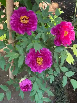 上野東照宮の{uncategorized: "未分類", other: "その他", undefined: "問題あり", building: "その他建物", grave: "お墓", sacred_gate: "鳥居", guardian: "狛犬", statue: "像", buddha: "仏像", history: "歴史", nature: "自然", garden: "庭園", animal: "動物", pagoda: "塔", temizu: "手水舎", mountain_gate: "山門・神門", sanctuary: "本殿・本堂", subordinate: "末社・摂社", art: "芸術", scenery: "景色", jizo: "地蔵", ema: "絵馬", goshuin: "御朱印", omikuji: "おみくじ", items: "授与品その他", amulet: "お守り", goshuincho: "御朱印帳", eats: "食事", festival: "お祭り", votive_dance: "神楽", shichigosan: "七五三参", wedding: "結婚式", experience: "体験その他", initially: "初詣", around: "周辺", anti_infection: "感染症対策"}