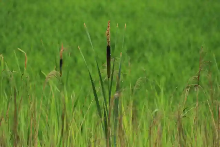 高司神社〜むすびの神の鎮まる社〜の自然