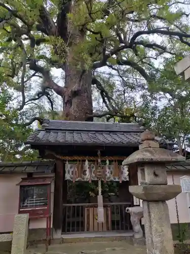 新熊野神社の自然