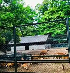 鹿島神宮の動物