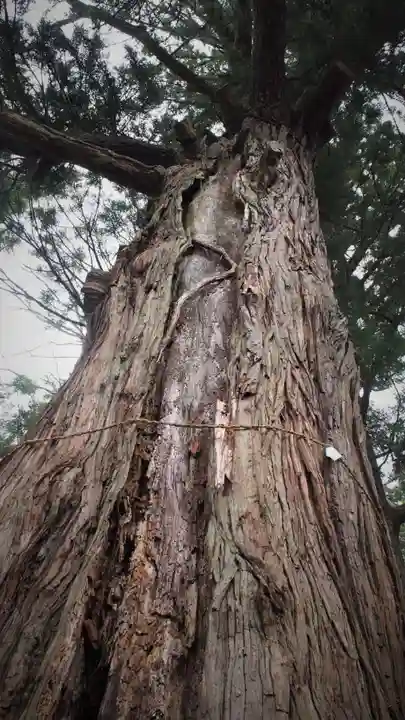 生岡神社の自然