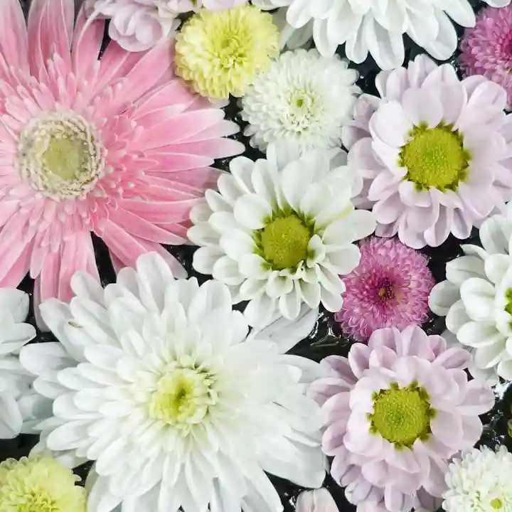 帯廣神社の手水舎