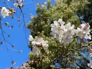 手力雄神社の自然(2023年03月22日(水) 22時28分42秒投稿)
