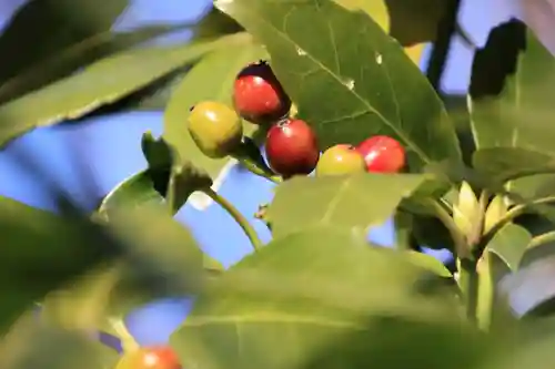 開成山大神宮の庭園