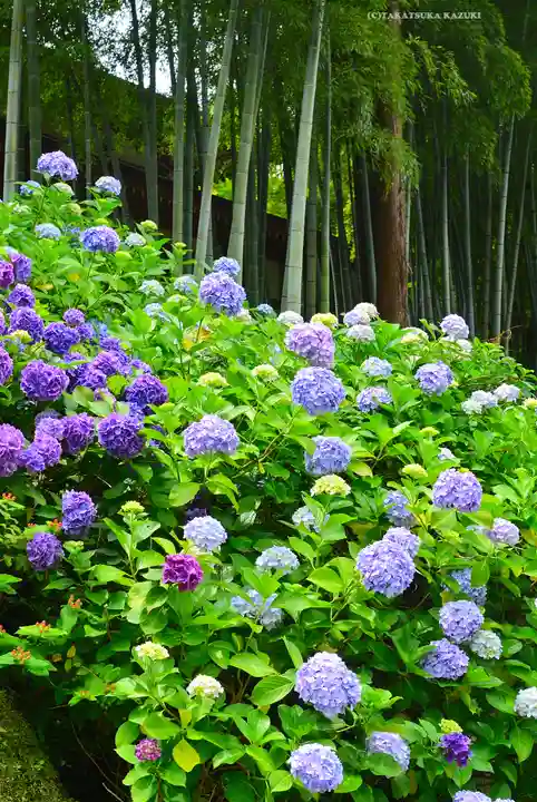 円覚寺(神奈川県)