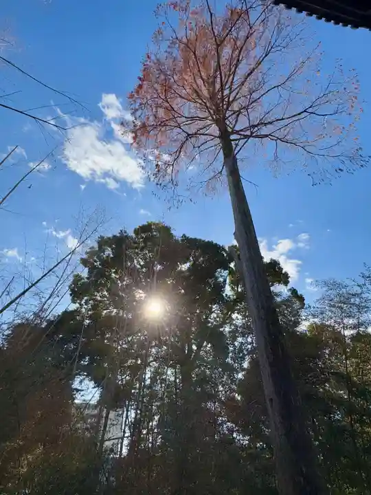蛭子島神社(京都府)