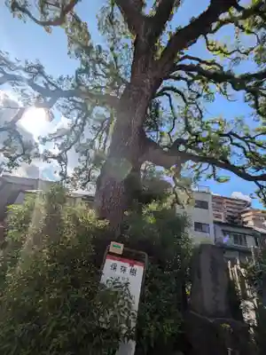 大雄寺(東京都)