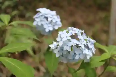 高幡不動尊　金剛寺(東京都)