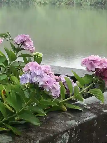 武蔵第六天神社の自然