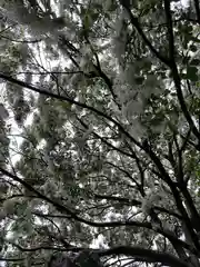 沙沙貴神社の自然