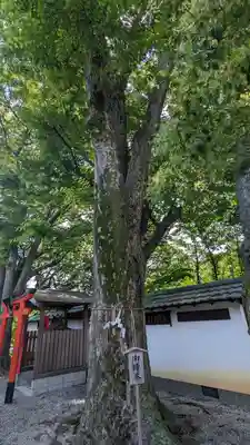 金井戸神社(京都府)