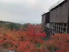 清水寺の自然