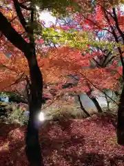 禅林寺（永観堂）の自然