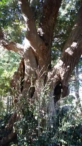 玉清井神社の自然